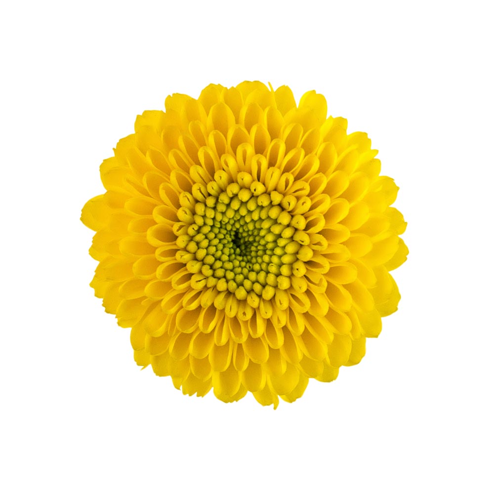 Paintball sunny flower