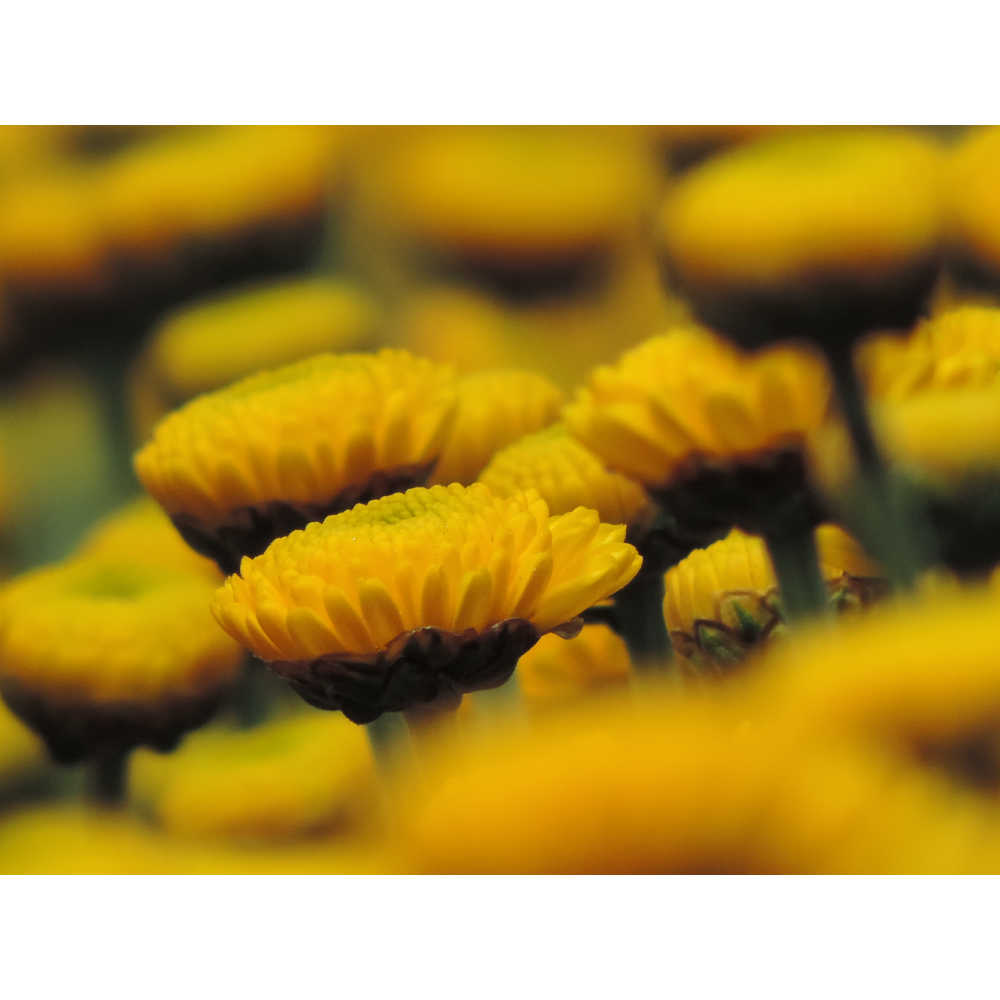 Paintball Sunny Yellow Chrysanthemums Flower Uniflor