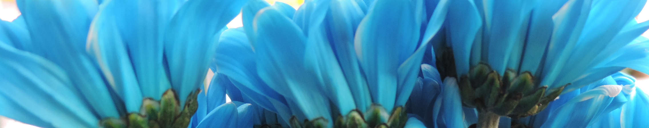 blue tinted flower in Uniflor's farm