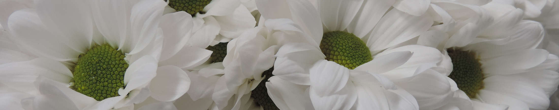 white daisy flowers in Uniflor's farm