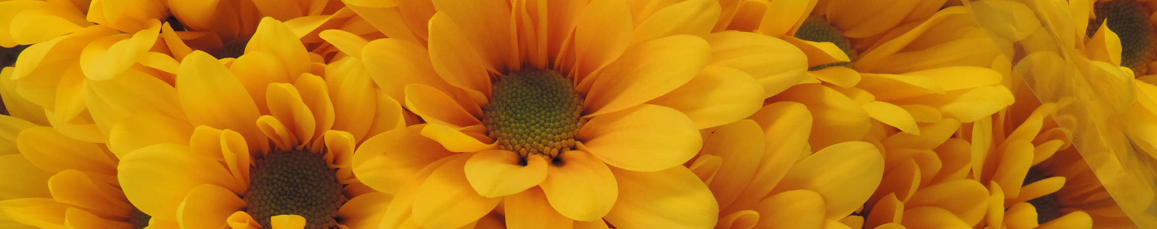 yellow daisy flower in Uniflor's farm