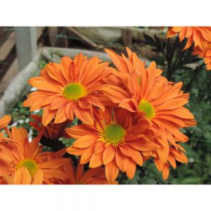 orange daisy flower in Uniflor's farm