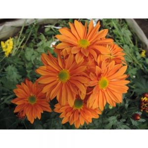 orange daisy flower in Uniflor's farm