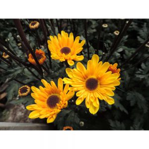 yellow novelty flower in Uniflor's farm