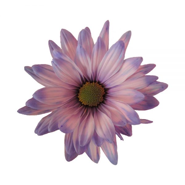 Pastel Daisy Purple