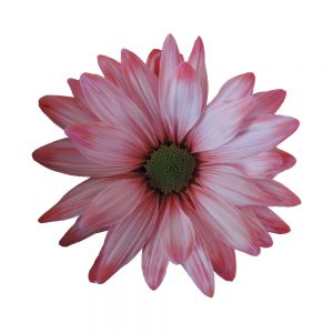 Pastel Daisy Red
