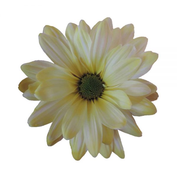 Pastel Daisy Yellow