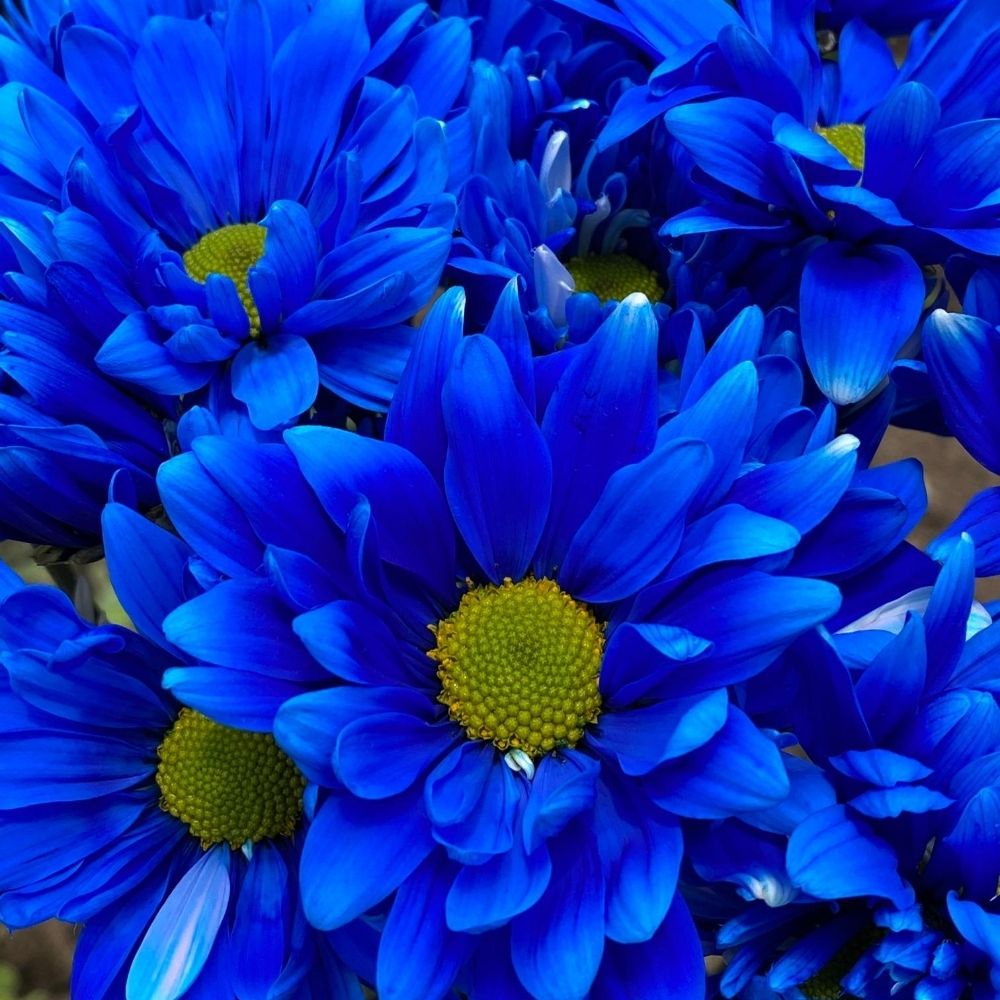 Dark Blue Neon Tinted Daisy Chrysanthemums Flower - Uniflor