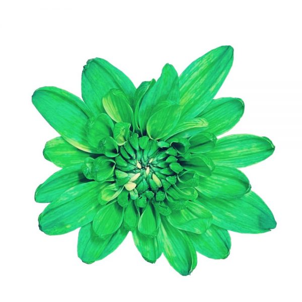 Neon Cushion Emerald flor jpg