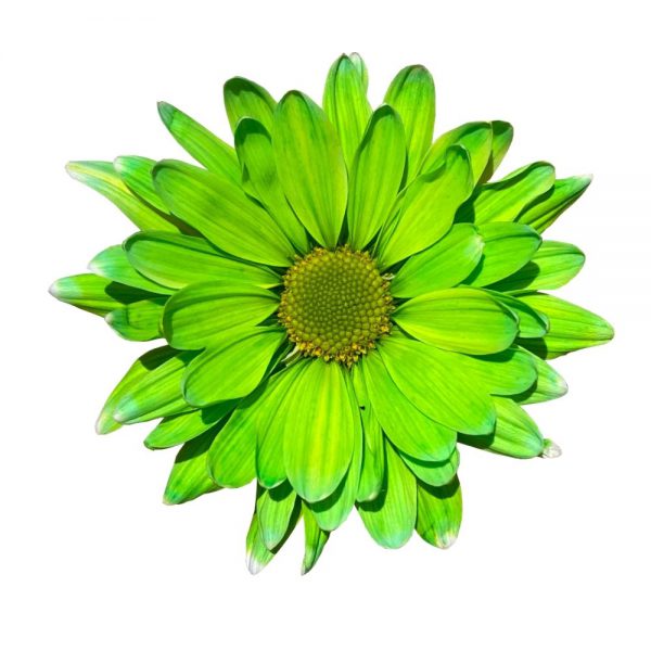 Neon daisy tinted Green flor jpg