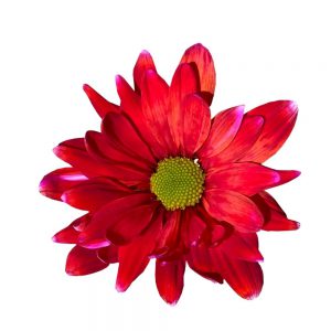 Neon daisy tinted Red flor jpg