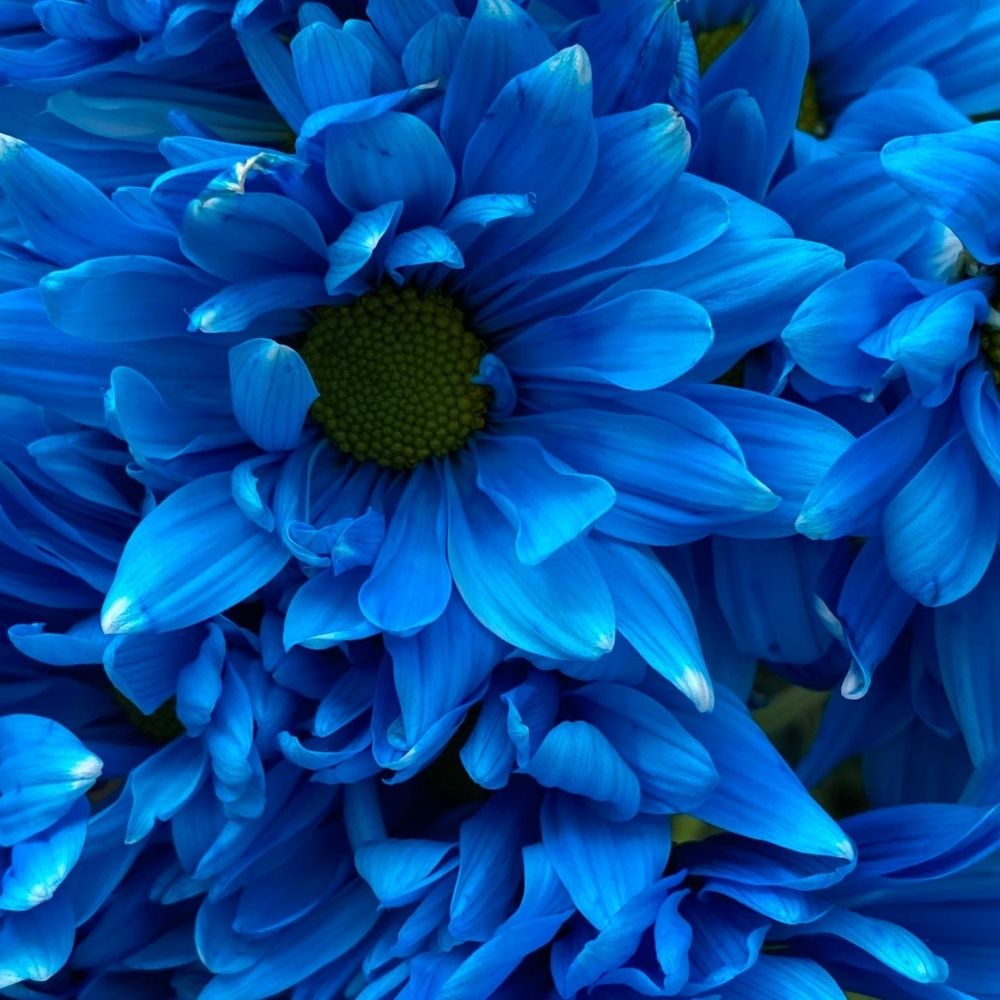 Sky Blue Neon Tinted Daisy - Uniflor