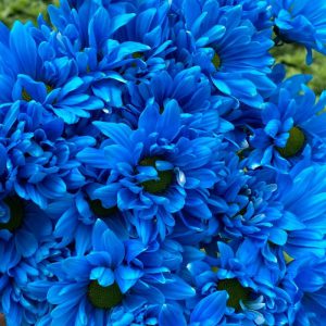 Neon daisy tinted Sky blue ramo 3 jpg