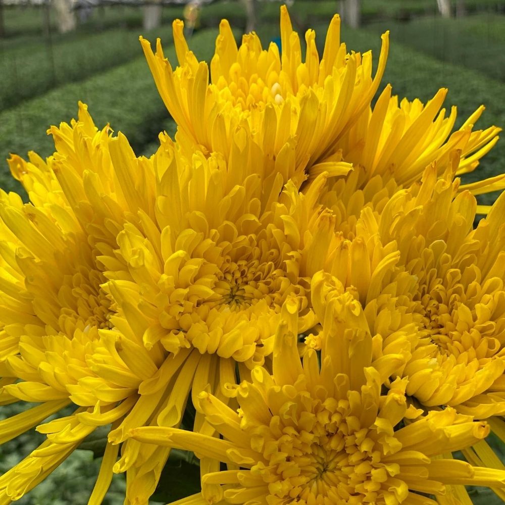 Yellow Neon Tinted Fuji Chrysanthemums Flower - Uniflor