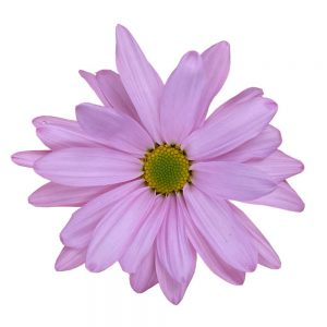 Pink atlantis flor jpg