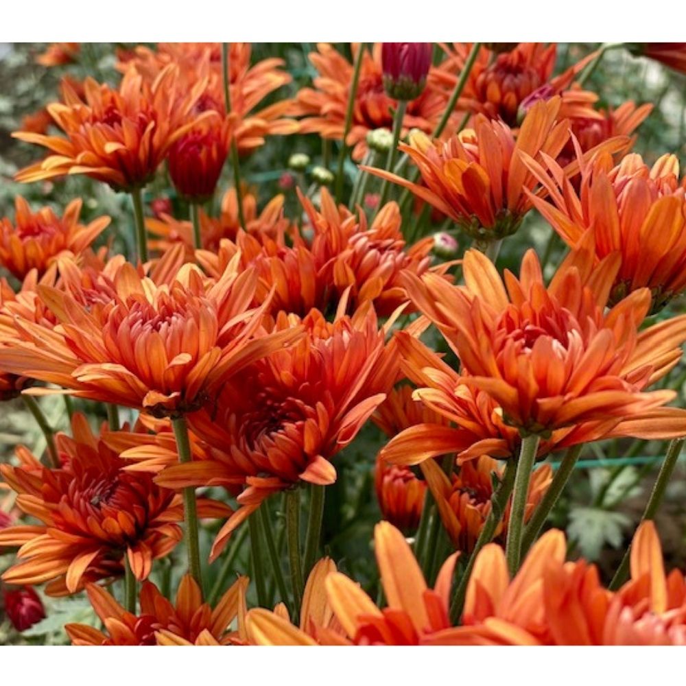 Copper Bronze Chrysanthemums Flower - Uniflor