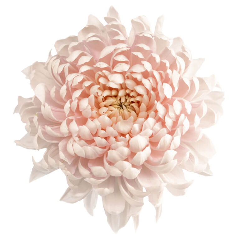 Fantasia Salmon Chrysanthemums Flower Uniflor